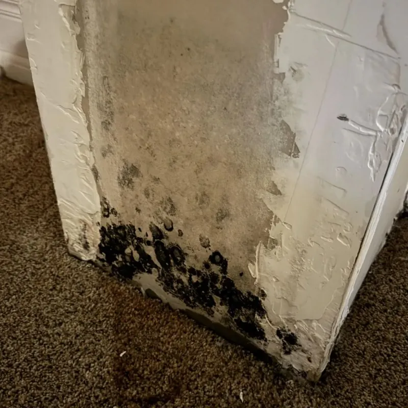 Professional Mold Removal in Greensburg, KS